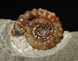 Calcite Promicroceras ammonite fossil display piece (23 mm)