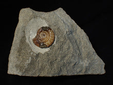Load image into Gallery viewer, Calcite Promicroceras ammonite fossil display piece (23 mm)
