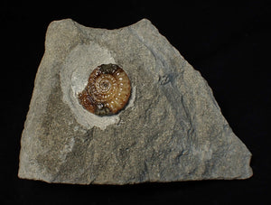 Calcite Promicroceras ammonite fossil display piece (23 mm)
