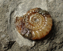 Load image into Gallery viewer, Calcite Promicroceras ammonite fossil display piece (23 mm)
