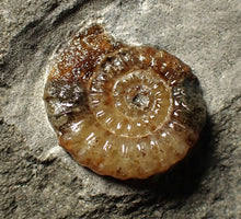 Load image into Gallery viewer, Calcite Promicroceras ammonite fossil display piece (23 mm)
