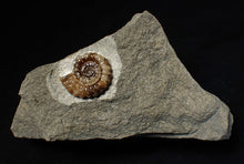 Load image into Gallery viewer, Calcite Promicroceras ammonite fossil display piece (20 mm)
