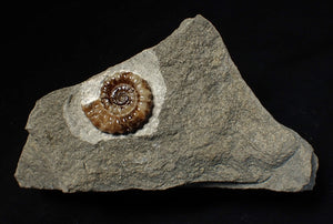 Calcite Promicroceras ammonite fossil display piece (20 mm)