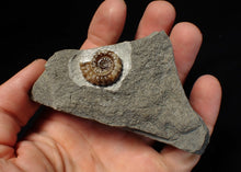 Load image into Gallery viewer, Calcite Promicroceras ammonite fossil display piece (20 mm)
