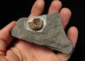 Calcite Promicroceras ammonite fossil display piece (20 mm)