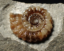Load image into Gallery viewer, Calcite Promicroceras ammonite fossil display piece (20 mm)
