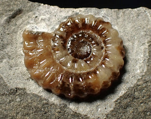 Calcite Promicroceras ammonite fossil display piece (20 mm)