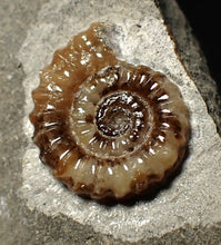 Load image into Gallery viewer, Calcite Promicroceras ammonite fossil display piece (20 mm)
