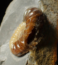 Load image into Gallery viewer, Asteroceras obtusum display ammonite fossil (46 mm)
