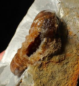 Asteroceras obtusum display ammonite fossil (46 mm)