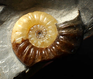 Asteroceras obtusum display ammonite fossil (46 mm)