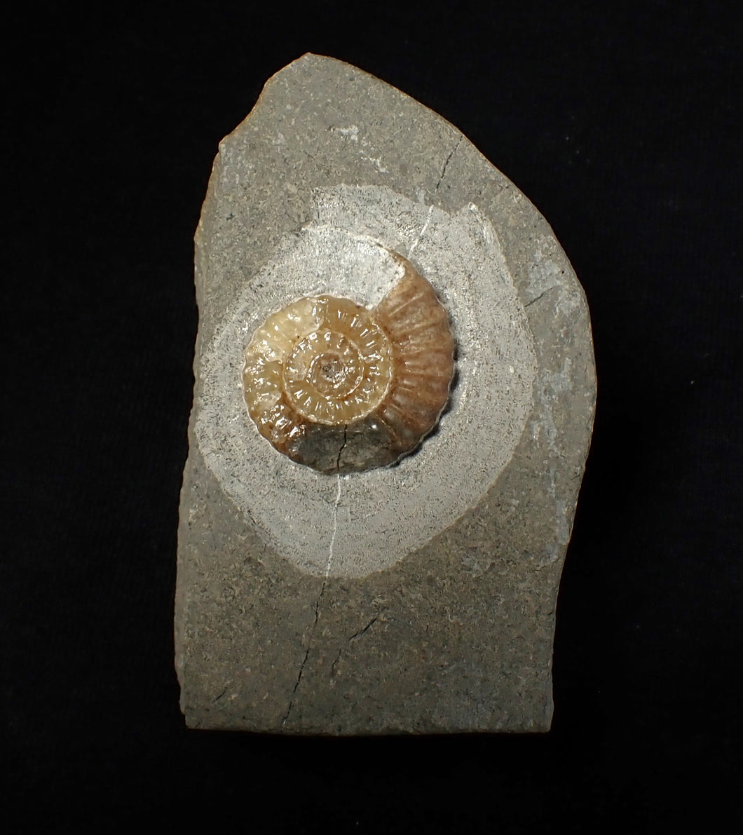 Calcite Promicroceras ammonite fossil display piece (23 mm)
