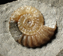 Load image into Gallery viewer, Calcite Promicroceras ammonite fossil display piece (23 mm)
