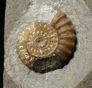 Calcite Promicroceras ammonite fossil display piece (23 mm)