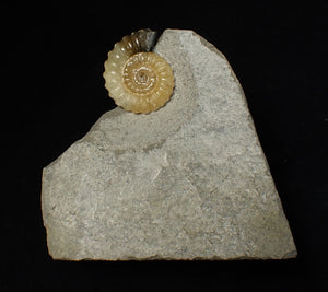 Calcite Promicroceras ammonite fossil display piece (21 mm)
