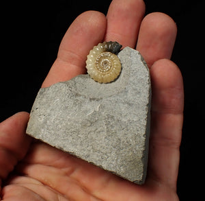 Calcite Promicroceras ammonite fossil display piece (21 mm)