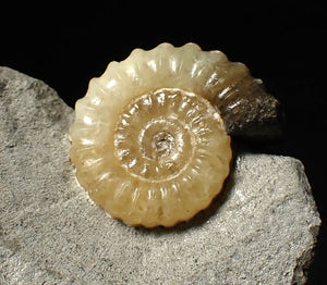 Calcite Promicroceras ammonite fossil display piece (21 mm)