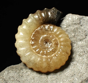 Calcite Promicroceras ammonite fossil display piece (21 mm)