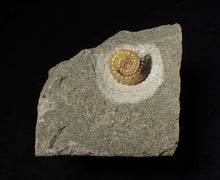 Load image into Gallery viewer, Calcite Promicroceras ammonite fossil display piece (15 mm)
