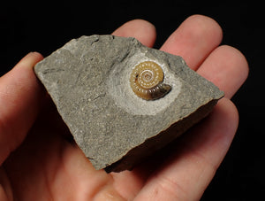 Calcite Promicroceras ammonite fossil display piece (15 mm)