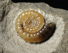 Load image into Gallery viewer, Calcite Promicroceras ammonite fossil display piece (15 mm)
