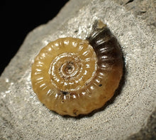 Load image into Gallery viewer, Calcite Promicroceras ammonite fossil display piece (15 mm)
