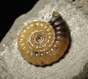 Calcite Promicroceras ammonite fossil display piece (15 mm)