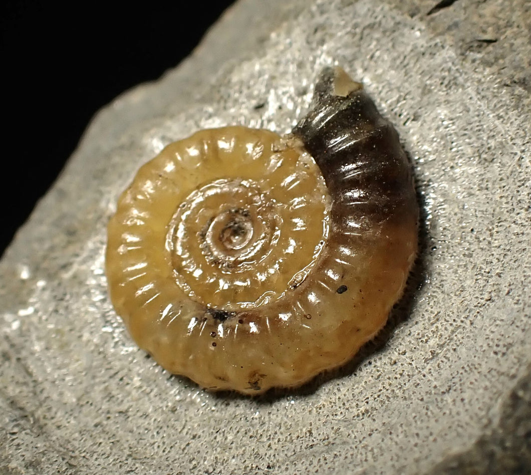Calcite Promicroceras ammonite fossil display piece (15 mm)