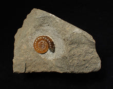 Load image into Gallery viewer, Calcite Promicroceras ammonite fossil display piece (16 mm)
