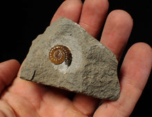 Load image into Gallery viewer, Calcite Promicroceras ammonite fossil display piece (16 mm)
