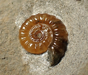 Calcite Promicroceras ammonite fossil display piece (16 mm)