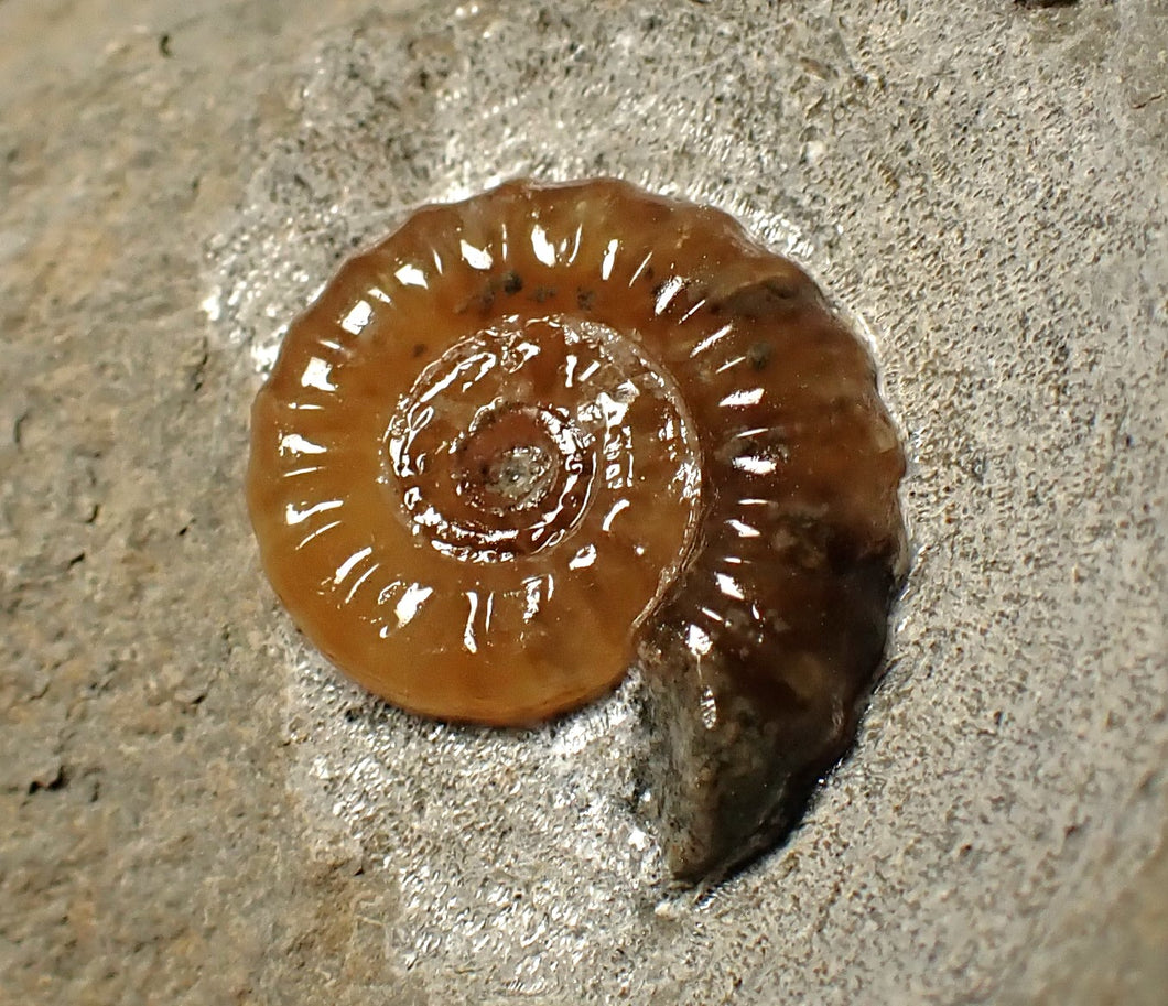 Calcite Promicroceras ammonite fossil display piece (16 mm)