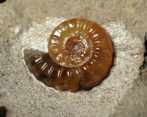 Calcite Promicroceras ammonite fossil display piece (16 mm)