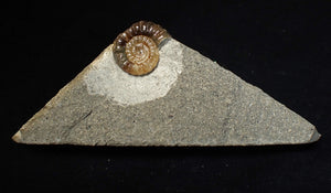 Calcite Promicroceras ammonite fossil display piece (18 mm)