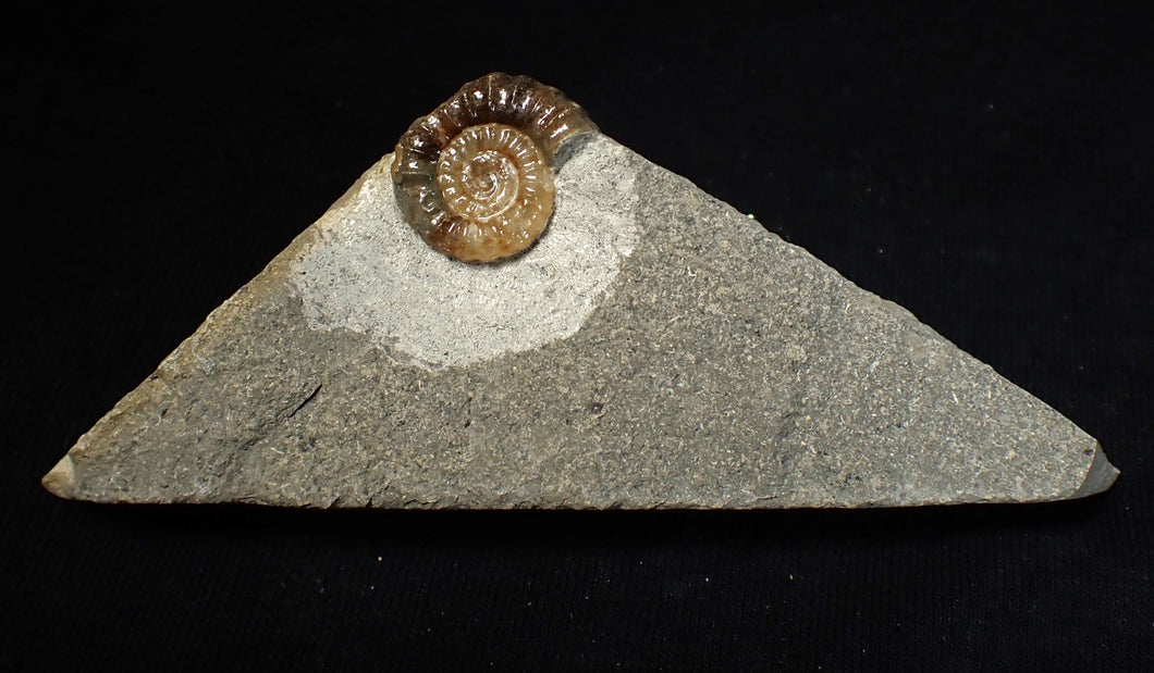 Calcite Promicroceras ammonite fossil display piece (18 mm)