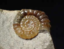 Load image into Gallery viewer, Calcite Promicroceras ammonite fossil display piece (18 mm)
