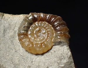 Calcite Promicroceras ammonite fossil display piece (18 mm)