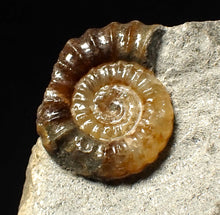 Load image into Gallery viewer, Calcite Promicroceras ammonite fossil display piece (18 mm)
