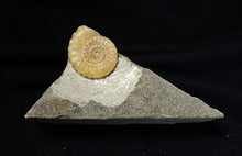 Load image into Gallery viewer, Calcite Promicroceras ammonite fossil display piece (18 mm)
