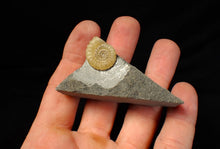 Load image into Gallery viewer, Calcite Promicroceras ammonite fossil display piece (18 mm)
