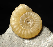 Load image into Gallery viewer, Calcite Promicroceras ammonite fossil display piece (18 mm)
