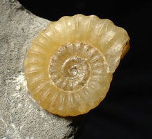 Load image into Gallery viewer, Calcite Promicroceras ammonite fossil display piece (18 mm)
