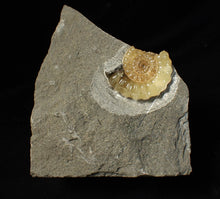 Load image into Gallery viewer, Large calcite Promicroceras ammonite fossil display piece (32mm)
