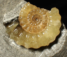 Load image into Gallery viewer, Large calcite Promicroceras ammonite fossil display piece (32mm)
