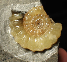 Load image into Gallery viewer, Large calcite Promicroceras ammonite fossil display piece (32mm)
