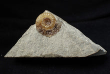 Load image into Gallery viewer, Calcite Promicroceras ammonite fossil display piece (20 mm)
