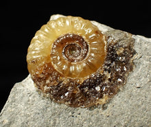 Load image into Gallery viewer, Calcite Promicroceras ammonite fossil display piece (20 mm)

