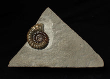 Load image into Gallery viewer, Large calcite Promicroceras ammonite fossil display piece (29mm)
