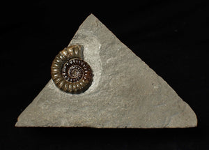 Large calcite Promicroceras ammonite fossil display piece (29mm)