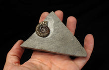 Load image into Gallery viewer, Large calcite Promicroceras ammonite fossil display piece (29mm)
